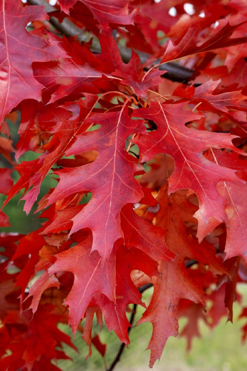 Quercus coccinea 'Scarlet Oak'