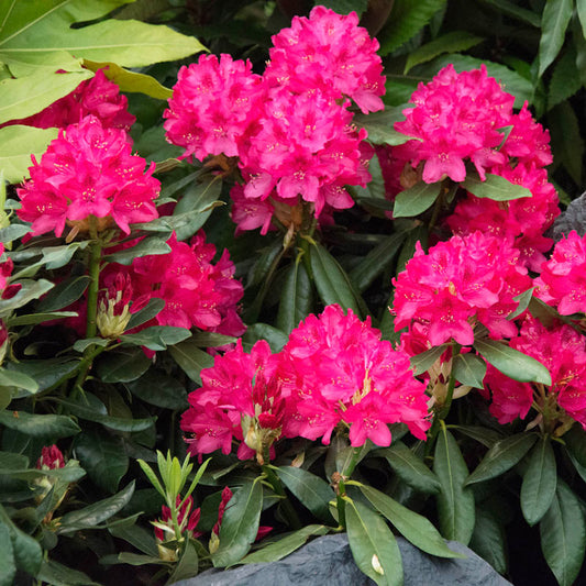 Rhododendron Catawbienese 'Nova Zembla' - #10 - 30"