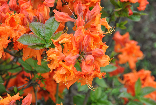 Rhododendron 'Gilbraltar'