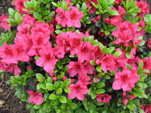 Rhododendron 'Girard's Crimson'