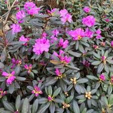 Rhododendron 'PJM Elite' #3