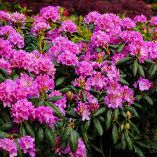 Rhododendron  Catawbienese 'Roseum Elegans' #10 - 24"