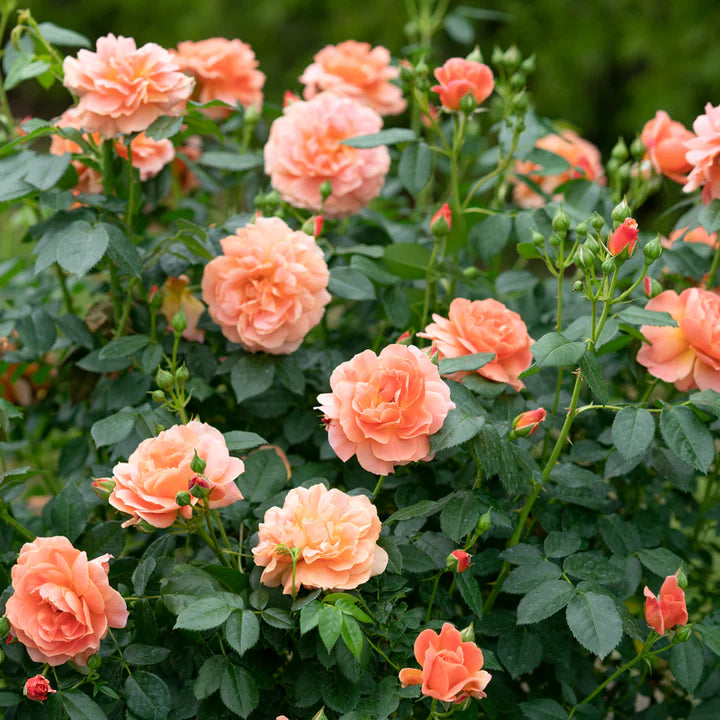 Rosa 'At Last'
