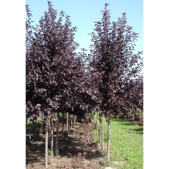 Prunus virginiana 'shubert'