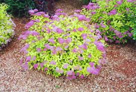 Spiraea japonica 'Goldmound' - #2