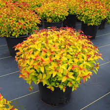 Spiraea japonica 'Walbuma' MAGIC CARPET