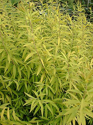 Spiraea thunbergii 'Ogon'