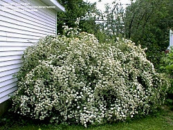 Spiraea x vanhouttei - Bridal Wreath- #3