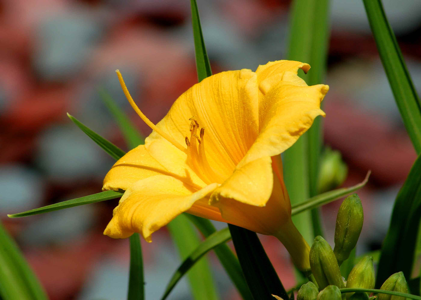 Hemerocallis 'Stella d'Oro'