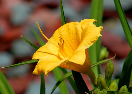 Hemerocallis 'Stella d'Oro'