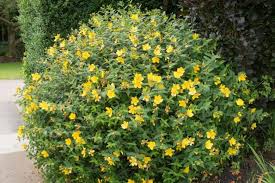 Hypericum X hidcoteense 'Hidcote' (St. John's Wort) #3