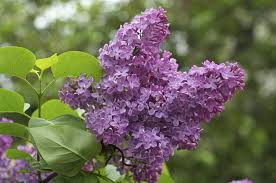 Syringa vulgaris 'Common purple lilac' #3