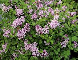 Syringa meyeri ‘Palibin’