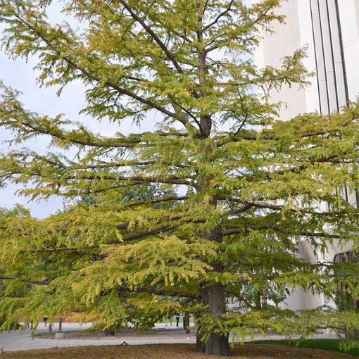 Taxodium distichum 'Shawnee Brave'