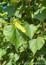 Tilia cordata 'Greenspire'