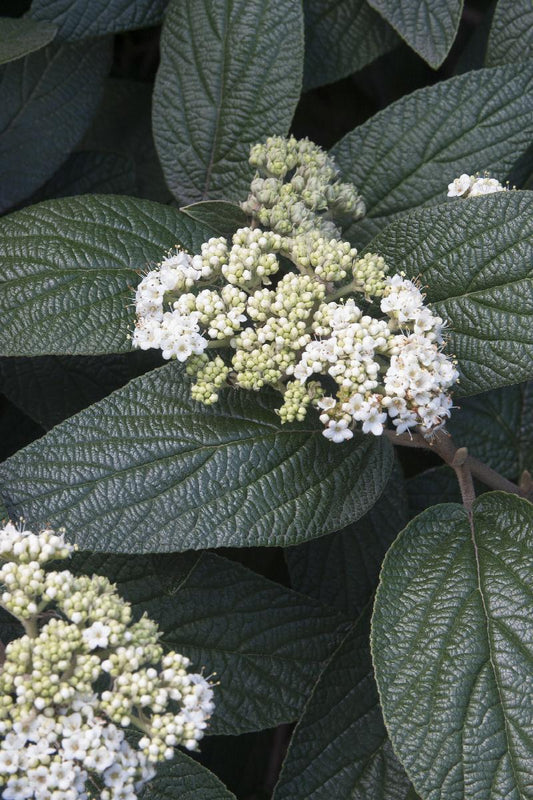 Viburnum rhytidophylloides 'Allegheny'