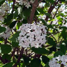 Viburnum x juddii