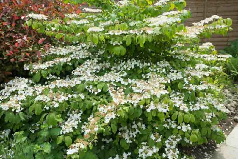 Viburnum plicatum f. tom. 'Mariesii'