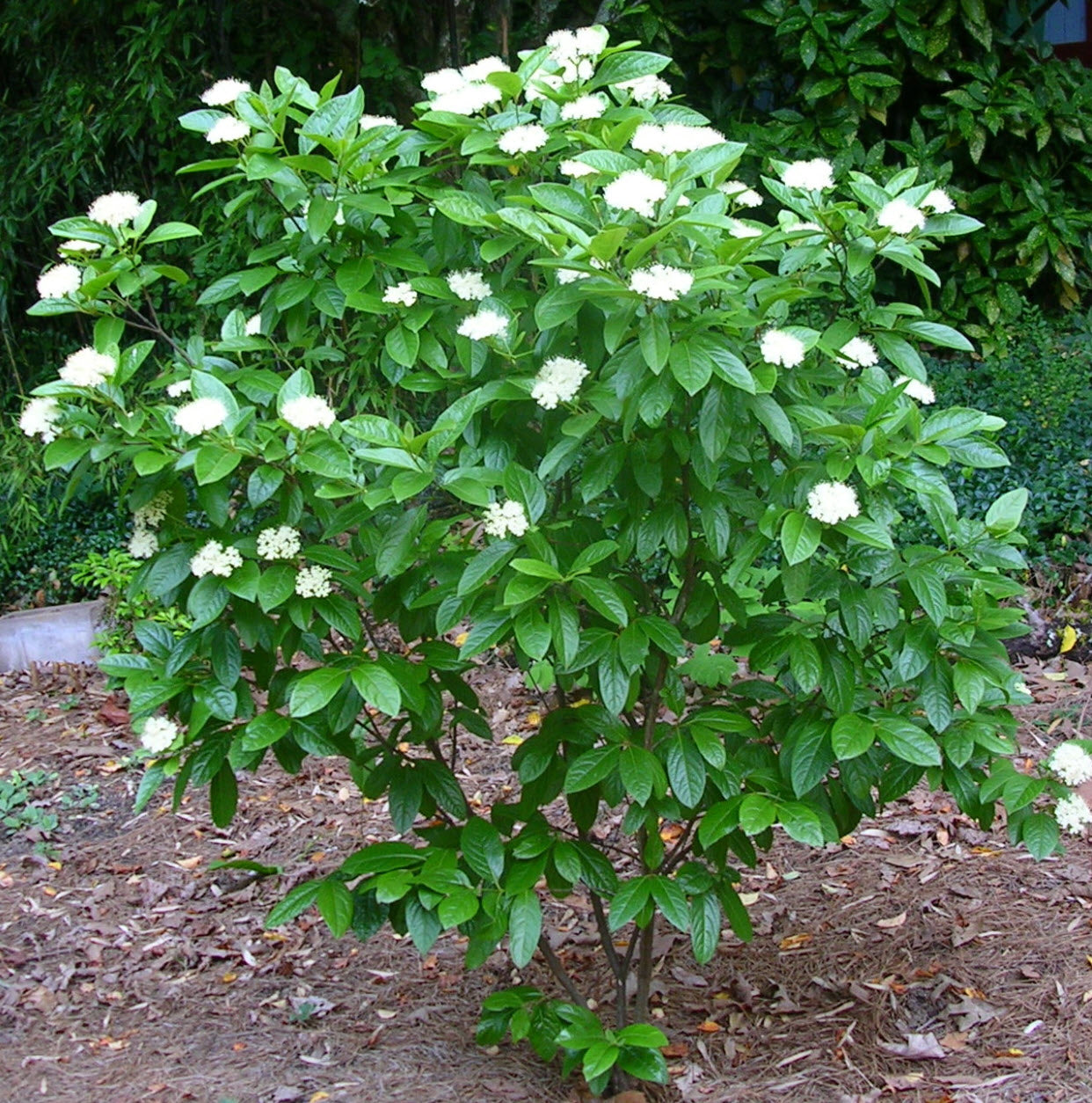 Viburnum nudum 'Winterthur'
