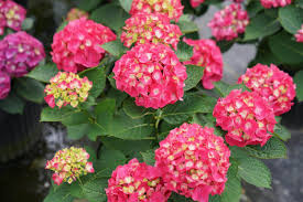 Hydrangea macrophylla 'Wee Bit Giddy'