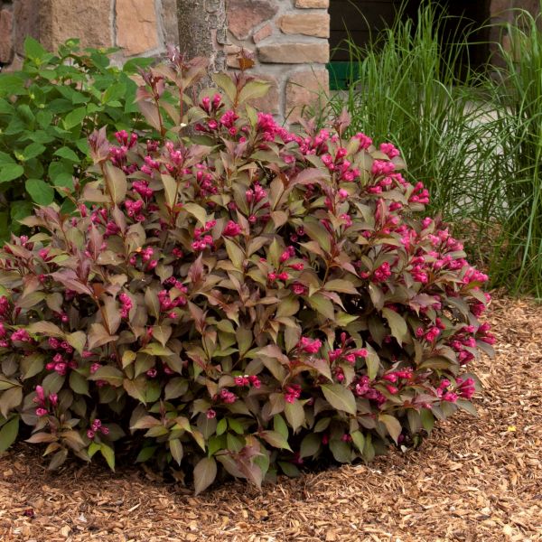 Weigela Shining Sensation