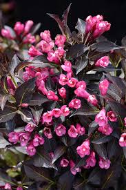 Weigela florida 'Bokraspiwi'