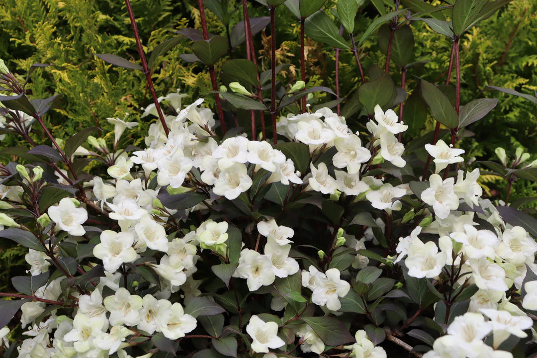 Weigela 'Wine & Roses'