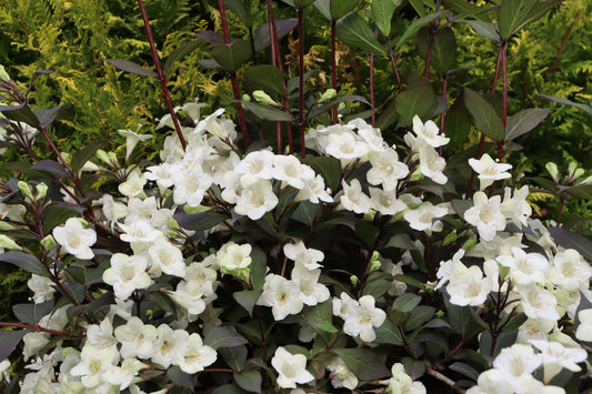 Weigela 'Wine & Roses'
