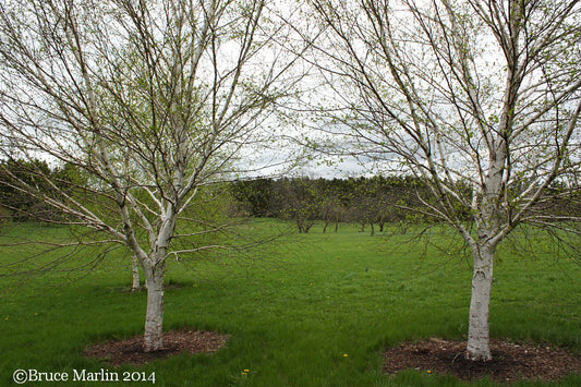 Betulaceae 'white satin birch' ss