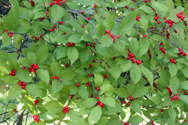 Ilex verticillata 'Sparkleberry'