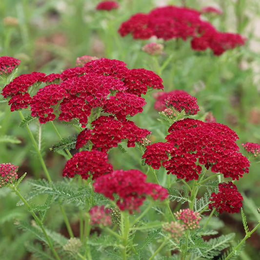 Achillea 'Tutti Frutti Pomegranate'