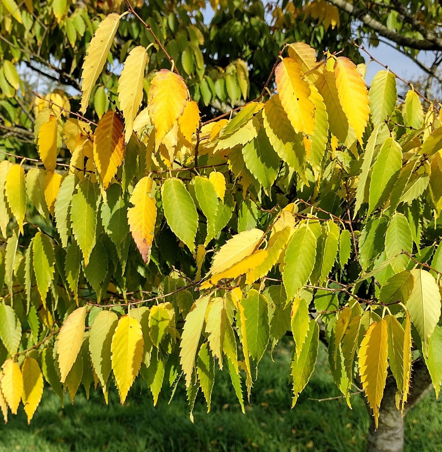 Zelkova serrata 'Halka'