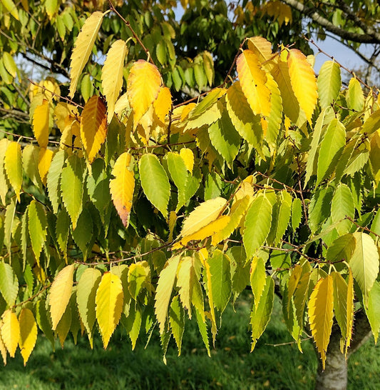 Zelkova serrata 'Halka'