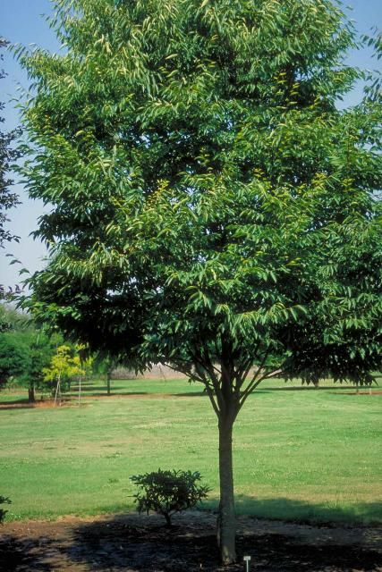 Zelkova serrata 'Green Vase'