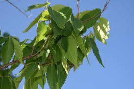 Zelkova serrata 'Village Green'